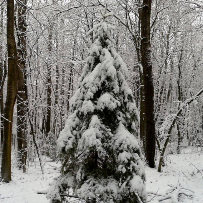 Краса волинської зими. ФОТО