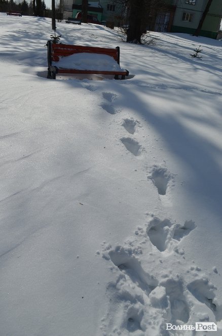 Луцьк після снігопаду. ФОТО
