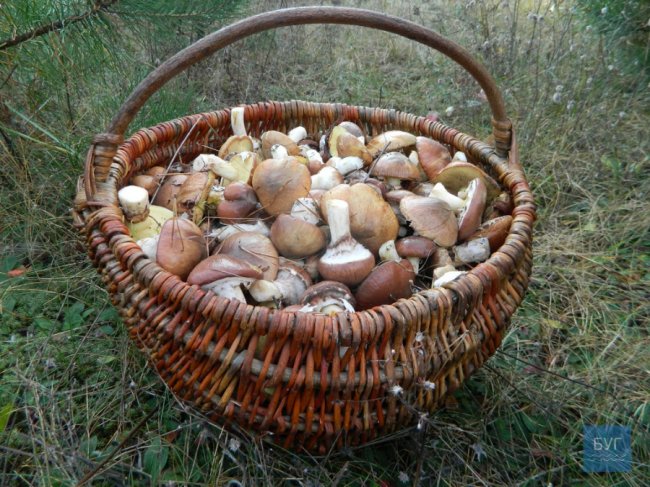 Повні кошики грибів: волинянка похизувалась своїм «уловом». ФОТО