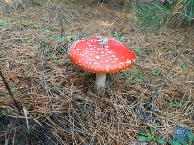 Повні кошики грибів: волинянка похизувалась своїм «уловом». ФОТО