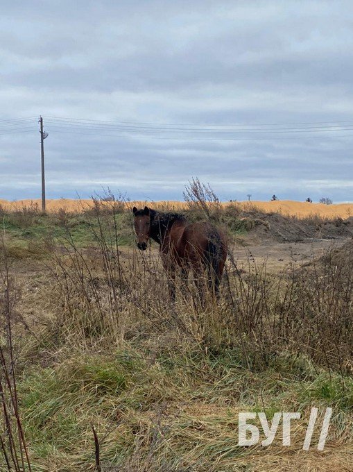 Волиняни поїхали на заробітки за кордон, а коней лишили прив'язаними в полі. ФОТО