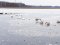 «Будемо рубати штучні ополонки», - волинські лісівники рятують лебедів, що залишились зимувати на озері