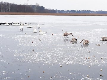 «Будемо рубати штучні ополонки», - волинські лісівники рятують лебедів, що залишились зимувати на озері