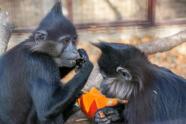 У Луцькому зоопарку відгуляли свято гарбуза: як це було. ФОТО