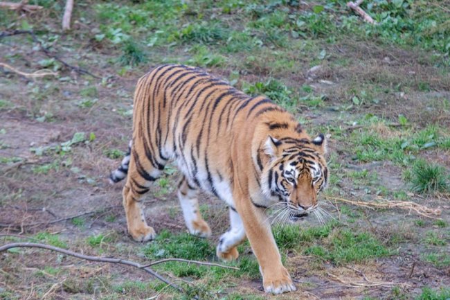 У Луцькому зоопарку відгуляли свято гарбуза: як це було. ФОТО