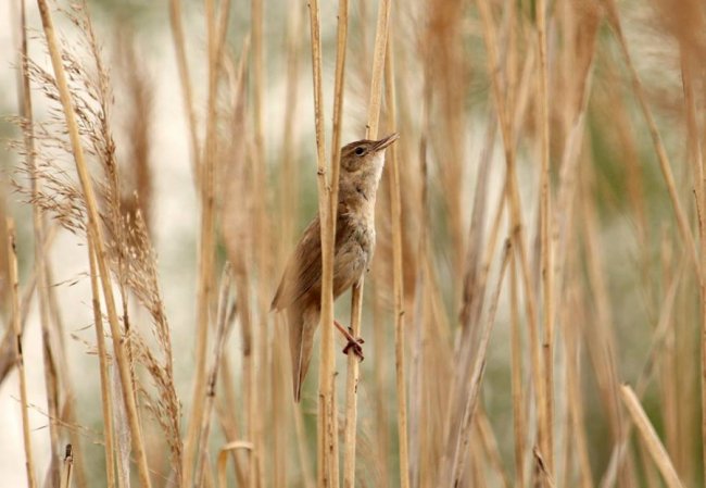 Її пісня нагадує булькання болотних пухирів: волинський фотограф «упіймав» незвичну пташку
