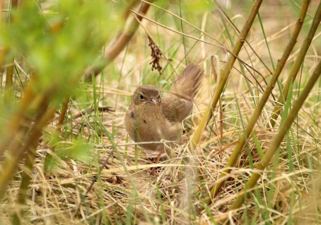 Її пісня нагадує булькання болотних пухирів: волинський фотограф «упіймав» незвичну пташку