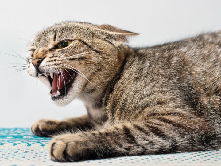 На Волині скажений кіт вдома покусав дитину та жінку