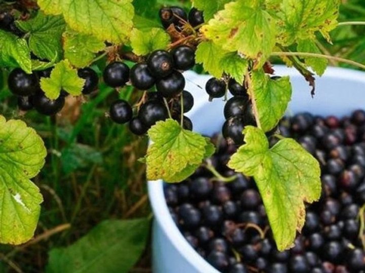 Чим підживити смородину у березні, щоб отримати рясний врожай