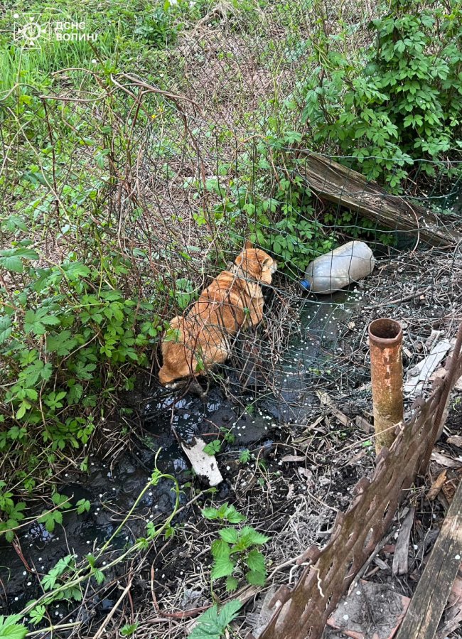 Застряг в огорожі паркану: на Волині рятувальники визволили собаку з пастки