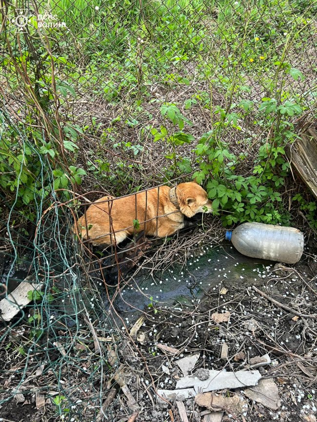 Застряг в огорожі паркану: на Волині рятувальники визволили собаку з пастки