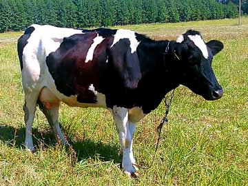 На Волині у фермера застрелили корову 