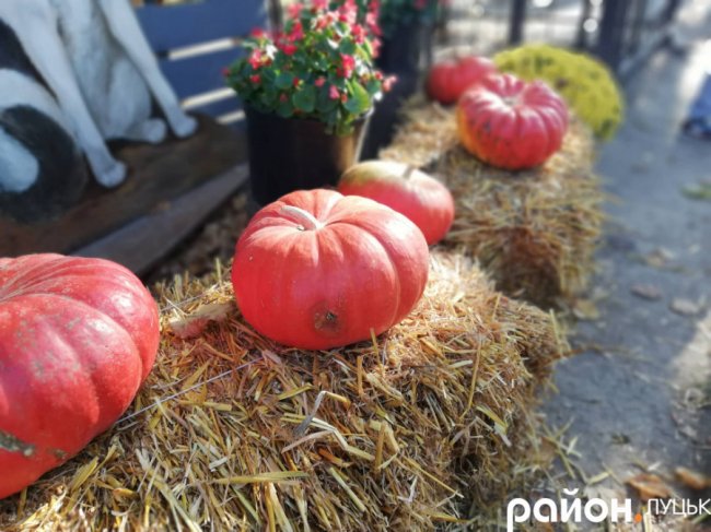 Як у луцькому звіринці відзначали Свято гарбуза. ФОТО