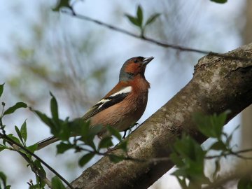 Показали пернатого красунчика, який мешкає у національному парку на Волині. ФОТО