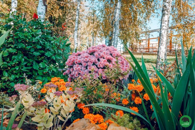 Жовтогаряча осінь у Луцькому зоопарку. ФОТО