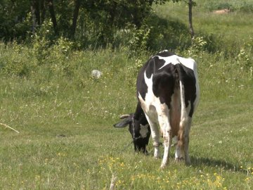 На Волині у восьми селах виявили лейкоз у корів: у чому небезпека