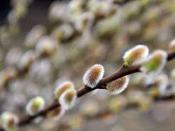 Якою буде погода у Луцьку в перший день квітня