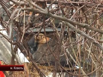 Скандальна «зоозахисниця» закидала журналістів камінням