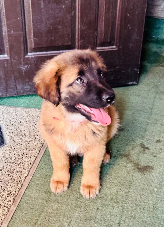 Пухнасті побратими. Чотирилапі підопічні волинських добровольців на фронті