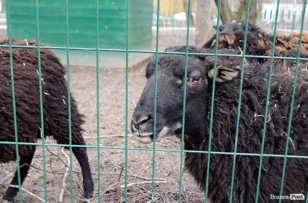 Луцькі депутати «скинуться» на зоопарк. ФОТО