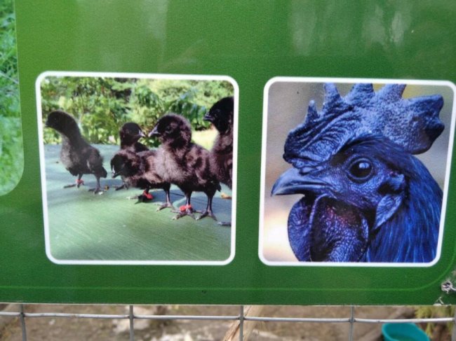 Птахи луцького зоопарку матимуть нових опікунів і 250 кг вітамінного корму щомісяця.ФОТО