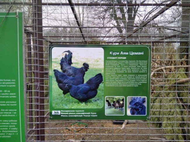 Птахи луцького зоопарку матимуть нових опікунів і 250 кг вітамінного корму щомісяця.ФОТО