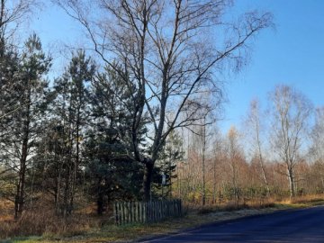 У волинському селі росте унікальна чорна береза. ФОТО