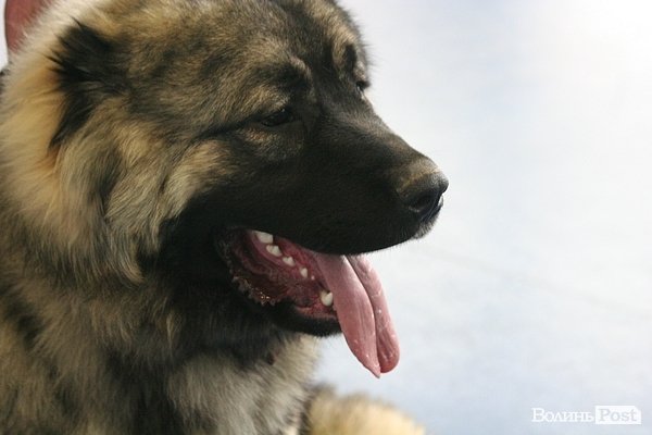 У Луцьку – виставка собак. ФОТО