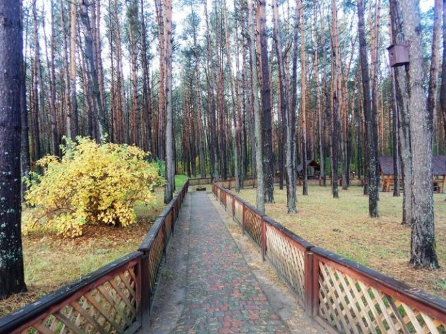 Атмосферні осінні світлини лісових рекреаційних зон на Волині. ФОТО