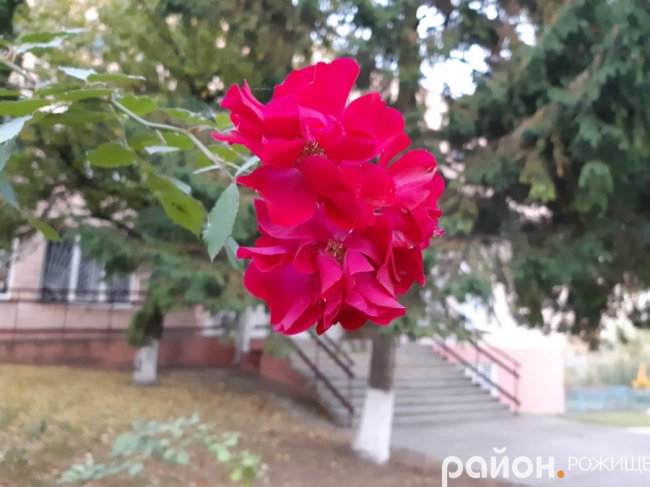 Місто на Волині восени: жовто-багряна краса. ФОТО