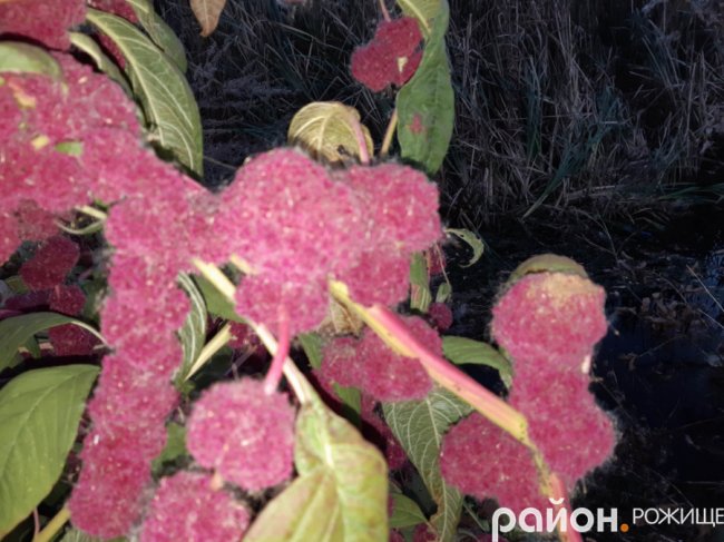 Місто на Волині восени: жовто-багряна краса. ФОТО