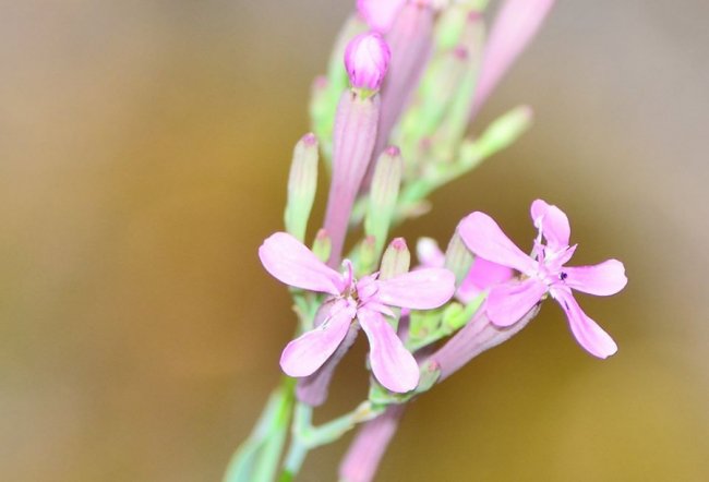 У волинському лісі знайшли унікальні види рослин. ФОТО