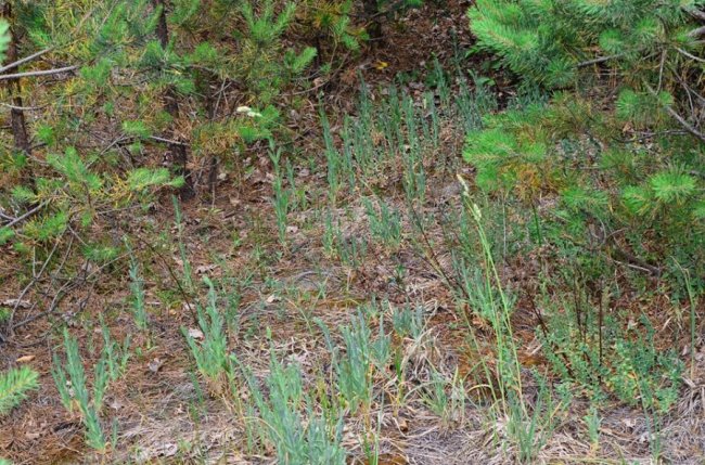 У волинському лісі знайшли унікальні види рослин. ФОТО