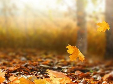 Погода в Луцьку та Волинській області на четвер, 15 жовтня