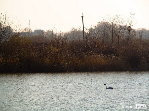 У Луцьку біля заповідника оселилася зграя лебедів. ФОТО