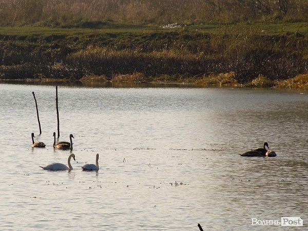 У Луцьку біля заповідника оселилася зграя лебедів. ФОТО