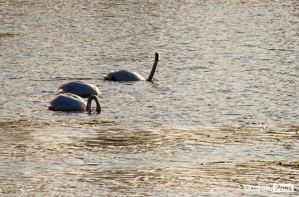 У Луцьку біля заповідника оселилася зграя лебедів. ФОТО
