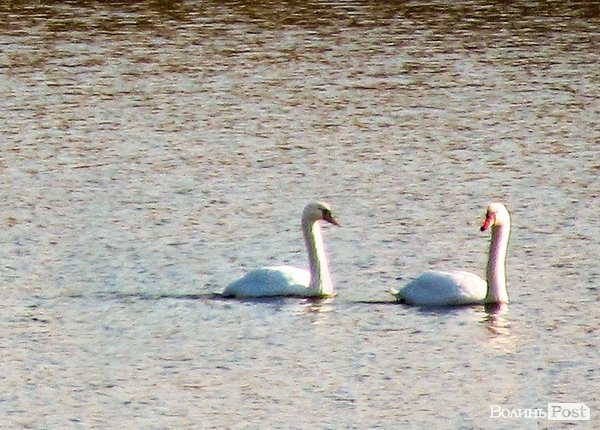 У Луцьку біля заповідника оселилася зграя лебедів. ФОТО