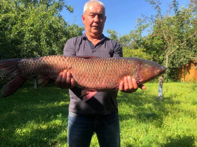Волинянин упіймав велетенського білого амура. ФОТО