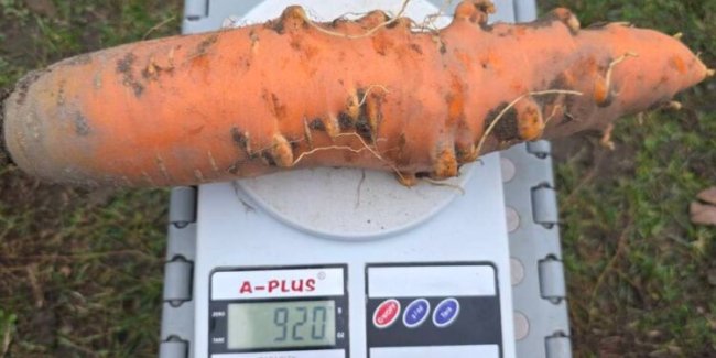 На Волині жінка виростила велетенську моркву вагою майже кілограм