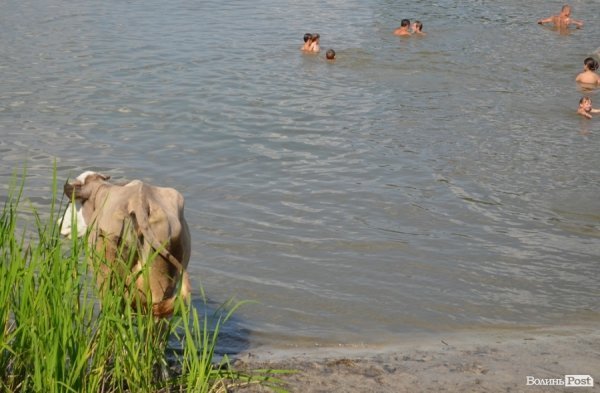 Спека змушує лучан роздягатися і лізти у міські водойми. ФОТО
