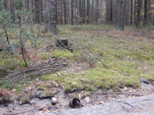 Діти висадили дерева у волинському лісі. ФОТО