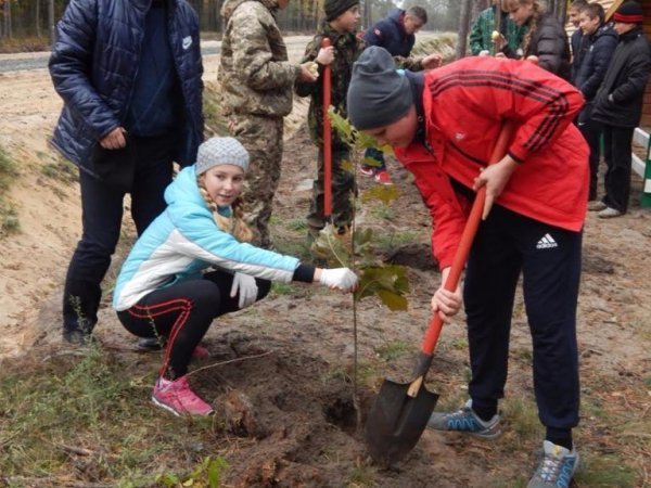 Діти висадили дерева у волинському лісі. ФОТО