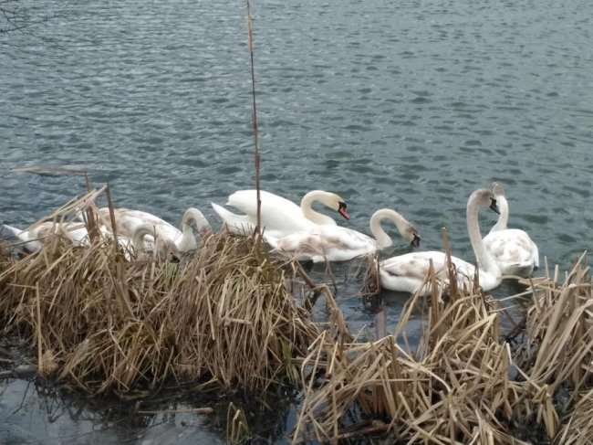 Весна іде: лебедина сім'я повернулася на рідний волинський ставок. ВІДЕО