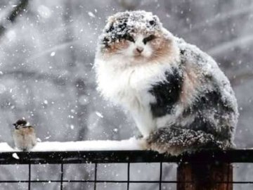 Погода в Луцьку на понеділок, 13 лютого