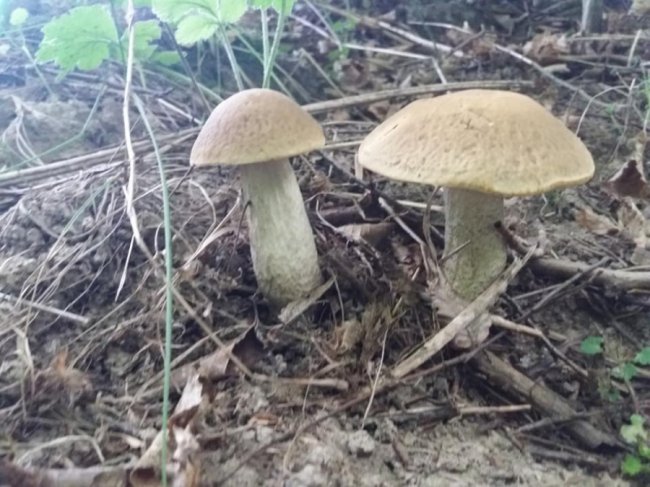 Волинянин похизувався грибним «уловом».  ФОТО