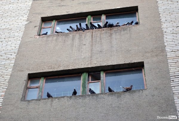 Кому-кому, а їм уже не спиться!  Гулі-гулі!