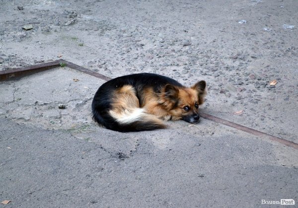 Забери мене до себе! Я буду чемним! І котів усіх проганятиму! Чесно-Чесно!