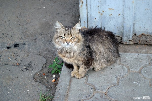 Може, зі мною хтось свіжим молочком поділиться? :)