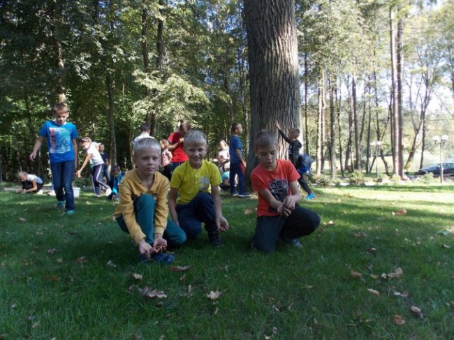 Дітлахи на Волині заготовляють жолуді древнього дуба. ФОТО
